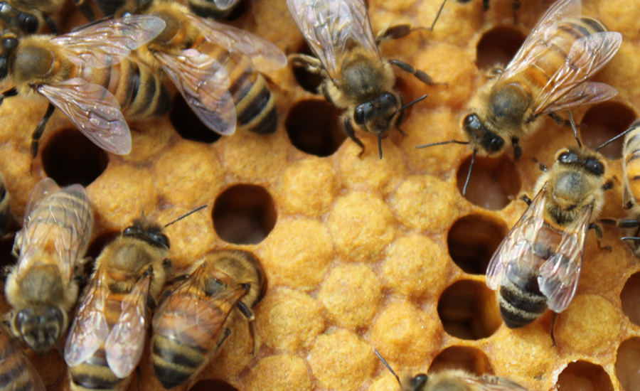 Honey Bee Control Services
