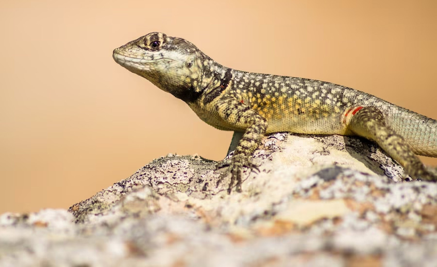 Lizard Control Services in Hyderabad