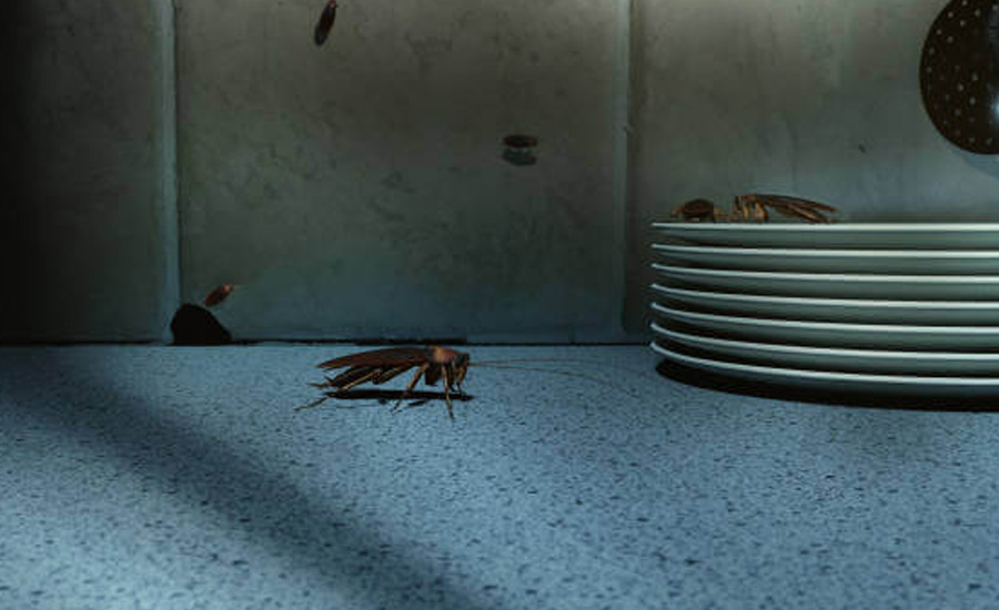 Cockroach Control Services in Hyderabad