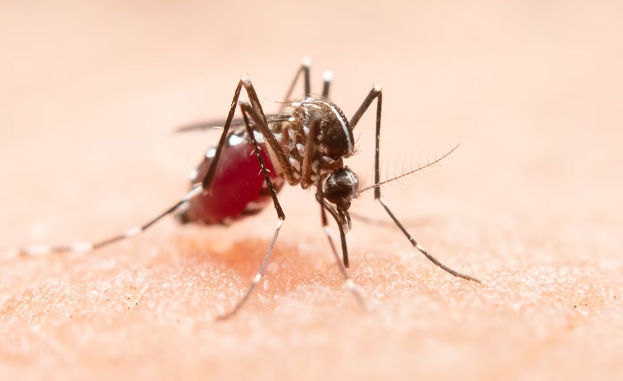Mosquito Control Services in Hyderabad